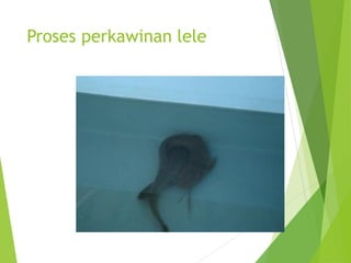 Proses perkawinan lele
 