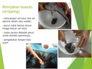 Pemijahan buatan
(stripping)
➢mencampur sel telur dan sel
sperma dalam satu wadah,
➢perut induk betina diurut
hingga keluar sel telur,
➢induk jantan dibedah perut
untuk diambil spermanya,
➢pengadukan dengan bulu
ayam
 