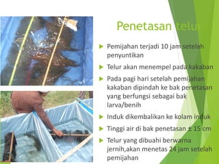 Penetasan telur
 Pemijahan terjadi 10 jam setelah
penyuntikan
 Telur akan menempel pada kakaban
 Pada pagi hari setelah pemijahan
kakaban dipindah ke bak penetasan
yang berfungsi sebagai bak
larva/benih
 Induk dikembalikan ke kolam induk
 Tinggi air di bak penetasan ± 15 cm
 Telur yang dibuahi berwarna
jernih,akan menetas 24 jam setelah
pemijahan
 