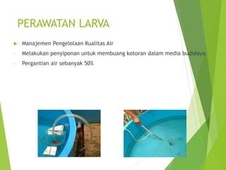 PERAWATAN LARVA
 Manajemen Pengelolaan Kualitas Air
- Melakukan penyiponan untuk membuang kotoran dalam media budidaya
- Pergantian air sebanyak 50%
 