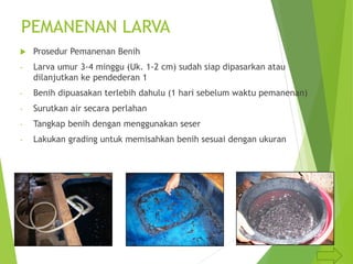 PEMANENAN LARVA
 Prosedur Pemanenan Benih
- Larva umur 3-4 minggu (Uk. 1-2 cm) sudah siap dipasarkan atau
dilanjutkan ke pendederan 1
- Benih dipuasakan terlebih dahulu (1 hari sebelum waktu pemanenan)
- Surutkan air secara perlahan
- Tangkap benih dengan menggunakan seser
- Lakukan grading untuk memisahkan benih sesuai dengan ukuran
 