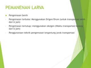 PEMANENAN LARVA
 Pengemasan benih
- Pengemasan terbuka: Menggunakan Drigen/Drum (untuk transportasi lebih
dari 6 jam)
- Pengemasan tertutup: menggunakan oksigen (Waktu transportasi kurang
dari 6 jam)
- Penggunanaan teknik pengemasan tergantung jarak transportasi
 