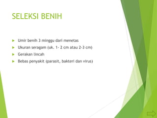 SELEKSI BENIH
 Umir benih 3 minggu dari menetas
 Ukuran seragam (uk. 1- 2 cm atau 2-3 cm)
 Gerakan lincah
 Bebas penyakit (parasit, bakteri dan virus)
 