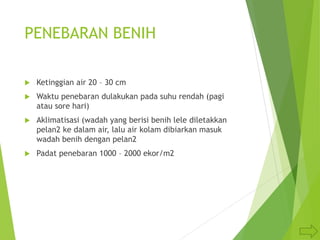 PENEBARAN BENIH
 Ketinggian air 20 – 30 cm
 Waktu penebaran dulakukan pada suhu rendah (pagi
atau sore hari)
 Aklimatisasi (wadah yang berisi benih lele diletakkan
pelan2 ke dalam air, lalu air kolam dibiarkan masuk
wadah benih dengan pelan2
 Padat penebaran 1000 – 2000 ekor/m2
 