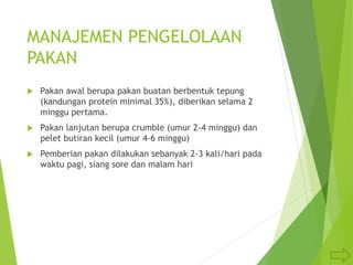MANAJEMEN PENGELOLAAN
PAKAN
 Pakan awal berupa pakan buatan berbentuk tepung
(kandungan protein minimal 35%), diberikan selama 2
minggu pertama.
 Pakan lanjutan berupa crumble (umur 2-4 minggu) dan
pelet butiran kecil (umur 4-6 minggu)
 Pemberian pakan dilakukan sebanyak 2-3 kali/hari pada
waktu pagi, siang sore dan malam hari
 