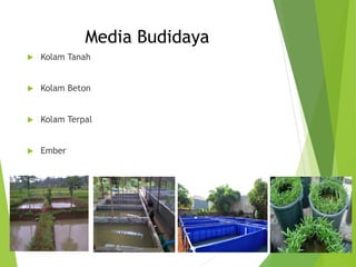 Media Budidaya
 Kolam Tanah
 Kolam Beton
 Kolam Terpal
 Ember
 