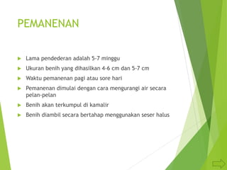 PEMANENAN
 Lama pendederan adalah 5-7 minggu
 Ukuran benih yang dihasilkan 4-6 cm dan 5-7 cm
 Waktu pemanenan pagi atau sore hari
 Pemanenan dimulai dengan cara mengurangi air secara
pelan-pelan
 Benih akan terkumpul di kamalir
 Benih diambil secara bertahap menggunakan seser halus
 