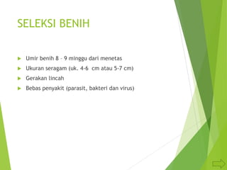 SELEKSI BENIH
 Umir benih 8 – 9 minggu dari menetas
 Ukuran seragam (uk. 4-6 cm atau 5-7 cm)
 Gerakan lincah
 Bebas penyakit (parasit, bakteri dan virus)
 