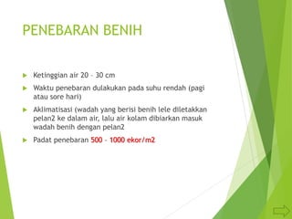 PENEBARAN BENIH
 Ketinggian air 20 – 30 cm
 Waktu penebaran dulakukan pada suhu rendah (pagi
atau sore hari)
 Aklimatisasi (wadah yang berisi benih lele diletakkan
pelan2 ke dalam air, lalu air kolam dibiarkan masuk
wadah benih dengan pelan2
 Padat penebaran 500 – 1000 ekor/m2
 