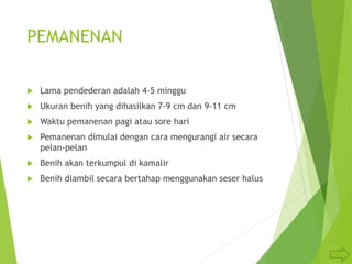 PEMANENAN
 Lama pendederan adalah 4-5 minggu
 Ukuran benih yang dihasilkan 7-9 cm dan 9-11 cm
 Waktu pemanenan pagi atau sore hari
 Pemanenan dimulai dengan cara mengurangi air secara
pelan-pelan
 Benih akan terkumpul di kamalir
 Benih diambil secara bertahap menggunakan seser halus
 