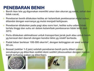 ❖ Benih ikan lele yg digunakan memiliki umur dan ukuran yg sama, sehat dan
tidak cacat,
❖ Penebaran benih dilakukan ketika air kolam/bak pembesaran mulai subur,
ditandai dengan warnanya yg mulai menjadi kehijauan.
❖ Penebaran dilakukan pada pagi atau sore hari, ketika suhu udara tidak
terlalu tinggi dan suhu air dalam kolam/bak pembesaran tidak lebih dari
32oC.
❖ Perlu dilakukan aklimatisasi untuk transportasi jarak jauh atau untuk benih
yg berasal dari daerah dengan kondisi iklim yg relatif berbeda.
❖ Padat tebar berkisar 100-300 ekor/m2, dengan ketinggian air awal sekitar
50 cm.
❖ Sesaat (sekitar 1-2 jam) setelah penebaran benih perlu diberi pakan
secukupnya yg diberikan sedikit demi sedikit (disesuaikan dengan respon
benih terhadap pakan yg diberikan).
PENEBARAN BENIH
 