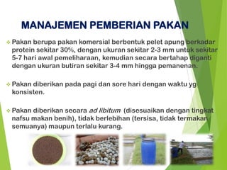❖ Pakan berupa pakan komersial berbentuk pelet apung berkadar
protein sekitar 30%, dengan ukuran sekitar 2-3 mm untuk sekitar
5-7 hari awal pemeliharaan, kemudian secara bertahap diganti
dengan ukuran butiran sekitar 3-4 mm hingga pemanenan.
❖ Pakan diberikan pada pagi dan sore hari dengan waktu yg
konsisten.
❖ Pakan diberikan secara ad libitum (disesuaikan dengan tingkat
nafsu makan benih), tidak berlebihan (tersisa, tidak termakan
semuanya) maupun terlalu kurang.
MANAJEMEN PEMBERIAN PAKAN
 