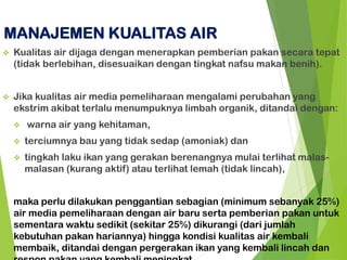 ❖ Kualitas air dijaga dengan menerapkan pemberian pakan secara tepat
(tidak berlebihan, disesuaikan dengan tingkat nafsu makan benih).
❖ Jika kualitas air media pemeliharaan mengalami perubahan yang
ekstrim akibat terlalu menumpuknya limbah organik, ditandai dengan:
❖ warna air yang kehitaman,
❖ terciumnya bau yang tidak sedap (amoniak) dan
❖ tingkah laku ikan yang gerakan berenangnya mulai terlihat malas-
malasan (kurang aktif) atau terlihat lemah (tidak lincah),
maka perlu dilakukan penggantian sebagian (minimum sebanyak 25%)
air media pemeliharaan dengan air baru serta pemberian pakan untuk
sementara waktu sedikit (sekitar 25%) dikurangi (dari jumlah
kebutuhan pakan hariannya) hingga kondisi kualitas air kembali
membaik, ditandai dengan pergerakan ikan yang kembali lincah dan
MANAJEMEN KUALITAS AIR
 