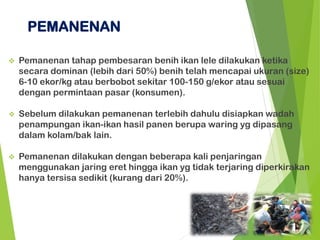 ❖ Pemanenan tahap pembesaran benih ikan lele dilakukan ketika
secara dominan (lebih dari 50%) benih telah mencapai ukuran (size)
6-10 ekor/kg atau berbobot sekitar 100-150 g/ekor atau sesuai
dengan permintaan pasar (konsumen).
❖ Sebelum dilakukan pemanenan terlebih dahulu disiapkan wadah
penampungan ikan-ikan hasil panen berupa waring yg dipasang
dalam kolam/bak lain.
❖ Pemanenan dilakukan dengan beberapa kali penjaringan
menggunakan jaring eret hingga ikan yg tidak terjaring diperkirakan
hanya tersisa sedikit (kurang dari 20%).
PEMANENAN
 