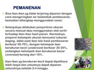 ❖ Sisa ikan-ikan yg tidak terjaring dipanen dengan
cara mengeringkan air kolam/bak pembesaran,
kemudian ditangkap menggunakan seser.
❖ Selanjutnya dilakukan penyortiran ukuran
secara manual atau menggunakan alat sortir
terhadap ikan-ikan hasil panen. Normalnya,
proporsi kelompok ukuran konsumsi (ukuran
daging, table-size) ikan lele hasil pembesaran
berkisar 50-70%, dengan kelompok ikan
berukuran kecil (undersize) berkisar 20-30%,
sedangkan kelompok ikan berukuran besar
(oversize) kurang dari 10%.
❖ Ikan-ikan yg berukuran kecil dapat dipelihara
lebih lanjut dan umumnya dapat dipanen
seluruhnya setelah 2-4 minggu.
PEMANENAN
 