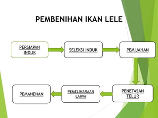 PEMBENIHAN IKAN LELE
PERSIAPAN
INDUK
SELEKSI INDUK PEMIJAHAN
PENETASAN
TELUR
PEMELIHARAAN
LARVA
PEMANENAN
 