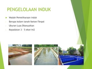 PENGELOLAAN INDUK
 Wadah Pemeliharaan induk
- Berupa kolam tanah/beton/Terpal
- Ukuran Luas DIsesuaikan
- Kepadatan 3 – 5 ekor/m2
 