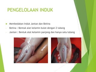 PENGELOLAAN INDUK
 Membedakan Induk Jantan dan Betina
- Betina : Bentuk alat kelamin bulat dengan 2 lubang
- Jantan : Bentuk alat kelamin panjang dan hanya satu lubang
 