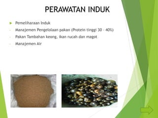 PERAWATAN INDUK
 Pemeliharaan Induk
- Manajemen Pengelolaan pakan (Protein tinggi 30 – 40%)
- Pakan Tambahan keong, ikan rucah dan magot
- Manajemen Air
 