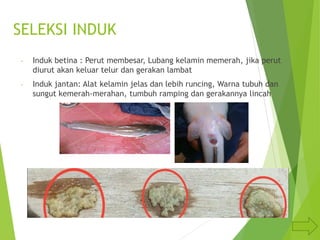 SELEKSI INDUK
- Induk betina : Perut membesar, Lubang kelamin memerah, jika perut
diurut akan keluar telur dan gerakan lambat
- Induk jantan: Alat kelamin jelas dan lebih runcing, Warna tubuh dan
sungut kemerah-merahan, tumbuh ramping dan gerakannya lincah
 