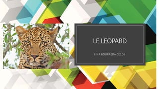 LE LEOPARD
LINA BOURAEDA CE1D6
 