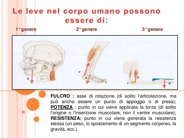 Le leve applicate al corpo umano
