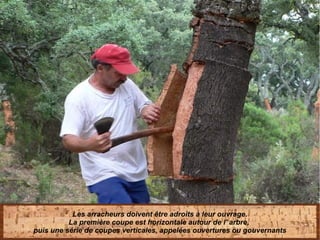Les arracheurs doivent être adroits à leur ouvrage.
La première coupe est horizontale autour de l' arbre,
puis une série de coupes verticales, appelées ouvertures ou gouvernants
 