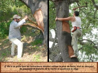 C' est à ce point que les extracteurs doivent utiliser le plus de force, tout en douceur
Ils poussent le manche de la hache et soulèvent le liège
 