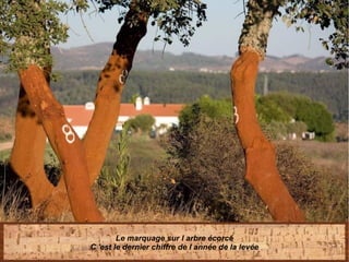 Le marquage sur l arbre écorcé
C 'est le dernier chiffre de l année de la levée
 
