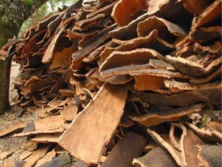 Lorsque le liège est extrait, il est empilé en couches et laissé sécher
 