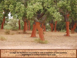 Le liège est facilement recyclable et aide à maintenir un éco-système,
empêchant un environnement local aride
 