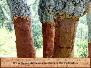 60 % du liège est utilisé pour le bouchons ( en dépit d' alternatives)
 