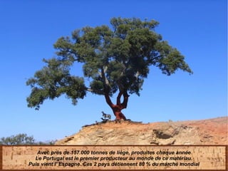 Avec près de 157.000 tonnes de liège, produites chaque année
Le Portugal est le premier producteur au monde de ce matériau.
Puis vient l' Espagne. Ces 2 pays détiennent 80 % du marché mondial
 