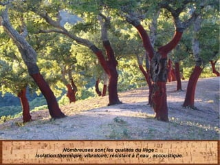 Nombreuses sont les qualités du liège :
Isolation thermique, vibratoire, résistant à l' eau , accoustique. 
 