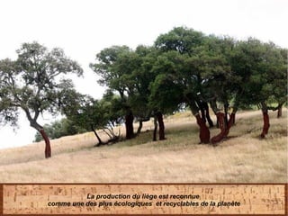 La production du liège est reconnue 
comme une des plus écologiques  et recyclables de la planète
 