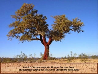 Le kilo d' écorce rapporte 4€, pour les bouchons
et seulement 0,40€ pour les autres utilisations (tarif 2010)
 