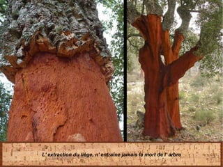 L' extraction du liège, n' entraîne jamais la mort de l' arbre
 