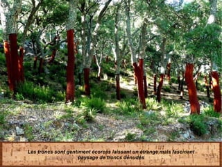 Les troncs sont gentiment écorcés laissant un étrange mais fascinant
paysage de troncs dénudés
 
