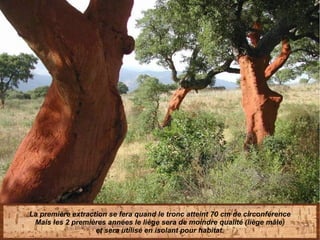 La première extraction se fera quand le tronc atteint 70 cm de circonférence
Mais les 2 premières années le liège sera de moindre qualité (liège mâle)
et sera utilisé en isolant pour habitat.
 