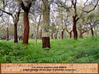 Les arbres peuvent vivre 200ans.
Il faut compter 25 ans pour la première extraction
 