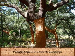 L' extraction du liège est une industrie inter- générationnelle
 