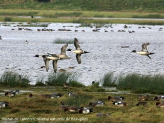 Marais de Carentan, réserve naturelle de Beaugillot

 