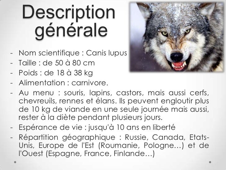 Le loup