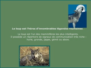 Le loup est l’héros d’innombrables légendes roumaines .

       Le loup est l’un des mammifères les plus intelligents.
Il possède un répertoire de signaux de communication très riche :
               hurle, gronde, jappe, gémit ou aboie.
 