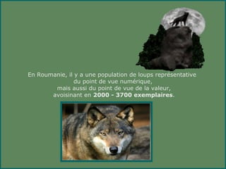 En Roumanie, il y a une population de loups représentative
                du point de vue numérique,
        mais aussi du point de vue de la valeur,
       avoisinant en 2000 - 3700 exemplaires.
 