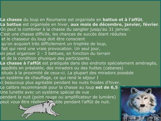 La chasse du loup en Roumanie est organisée en battue et à l'affût.
La battue est organisée en hiver, aux mois de décembre, janvier, février.
On peut la combiner à la chasse du sanglier jusqu'au 31 janvier.
C'est une chasse difficile, les chances de succès étant réduites
 et le chasseur du loup doit être conscient
 qu'on acquiert très difficilement un trophée de loup,
 fait qui rend une vraie provocation. Un seul jour,
on peut organiser 2 - 3 battues, en fonction du terrain
 et de la condition physique des participants.
La chasse à l'affût est pratiquée dans des endroits spécialement aménagés,
 appâtés en préalable, des miradors ou des huttes (cabanes)
 situés à la proximité de ceux-ci. La plupart des miradors possède
un système de chauffage, ce qui rend le séjour I
ci beaucoup plus agréable pendant les nuits froides d'hiver.
Le calibre recommandé pour la chasse au loup est de 6,5 - 7 mm.
Une lunette avec un système spécial de vue
pendant la nuit (point rouge ou amplificateur de lumière)
peut vous être réellement utile pendant l'affût de nuit.
 