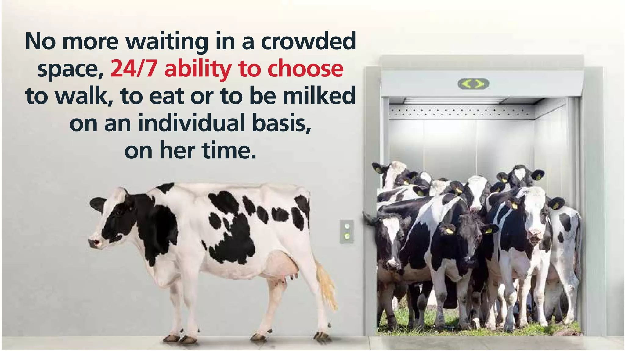 No more waiting in a crowded
space, 24/7 ability to choose
to walk, to eat or to be milked
on an individual basis,
on her time.
 