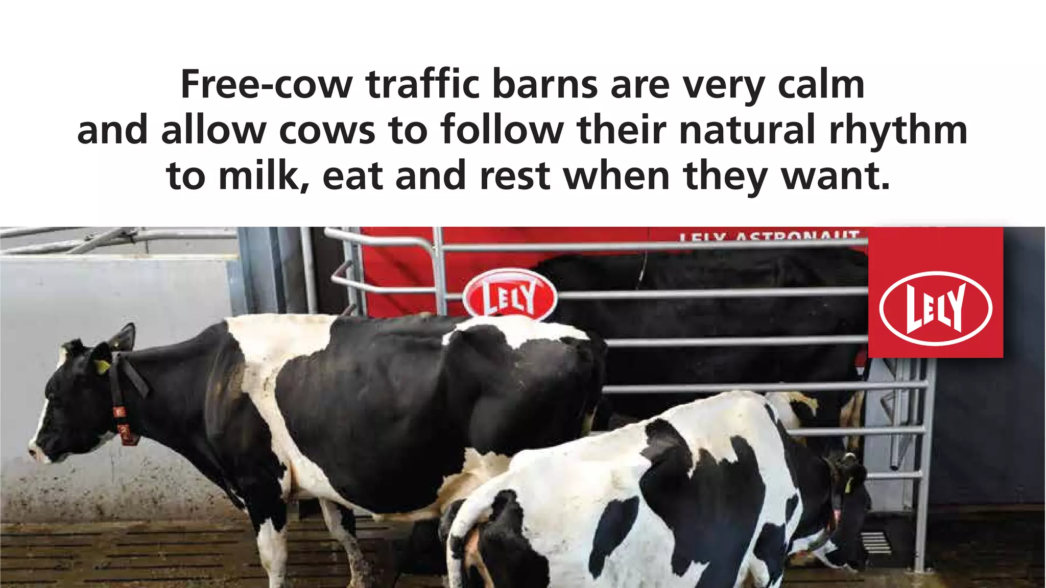 Free-cow traffic barns are very calm
and allow cows to follow their natural rhythm
to milk, eat and rest when they want.
 