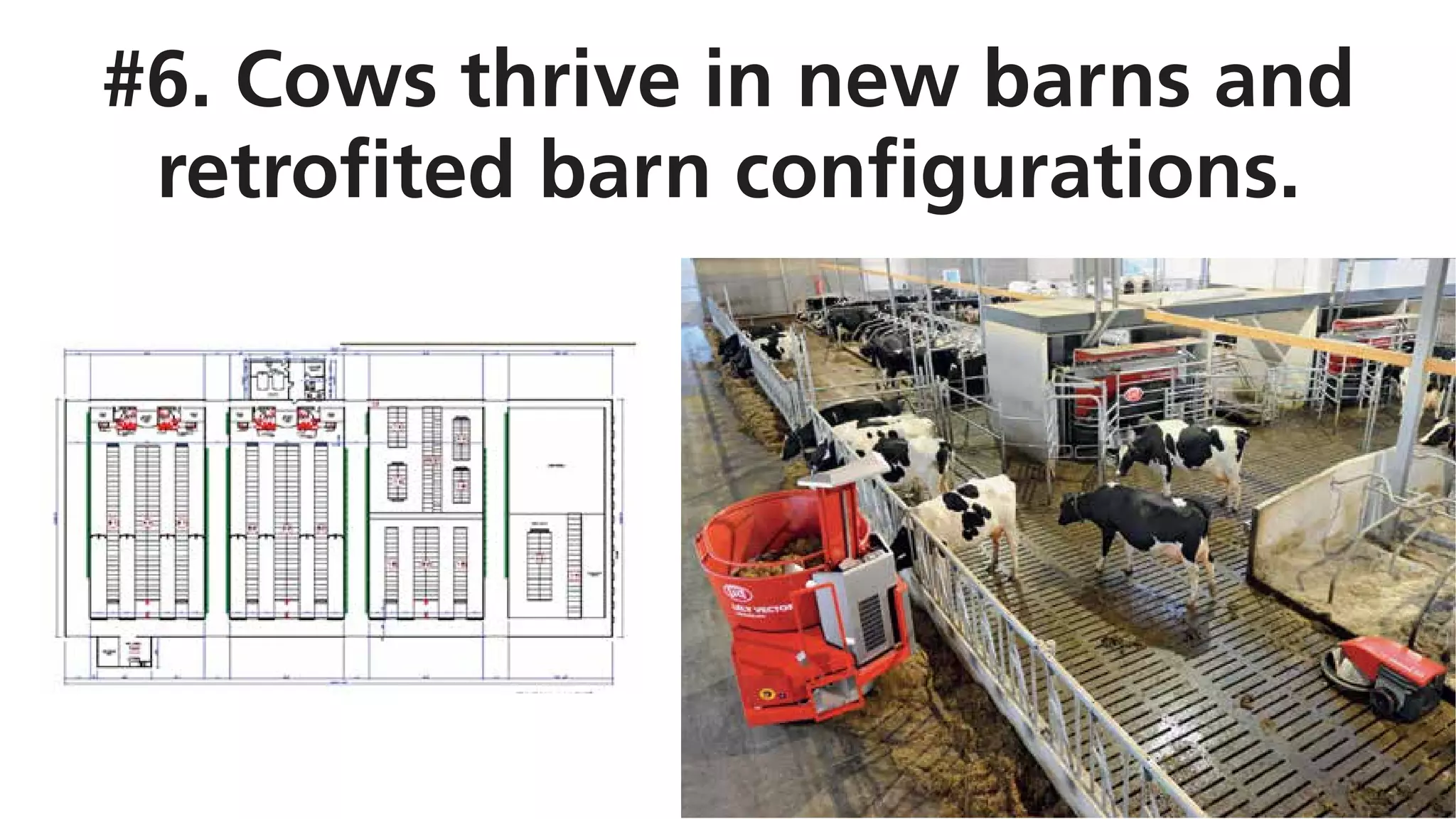 #6. Cows thrive in new barns and
retrofited barn configurations.
 