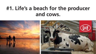 #1. Life’s a beach for the producer
and cows.
 